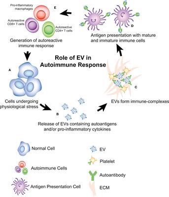 The Role of Extracellular Vesicles in the Pathogenesis and Treatment of Autoimmune Disorders